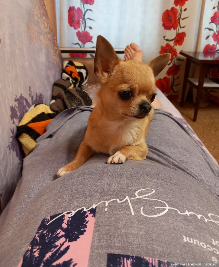 Просто субботний день — Интересные игрушки и фигурки (разное): редкие