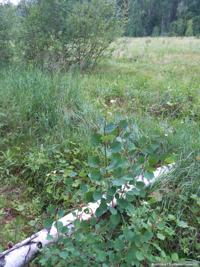 Просто субботний день — Интересные игрушки и фигурки (разное): редкие (фото 9)