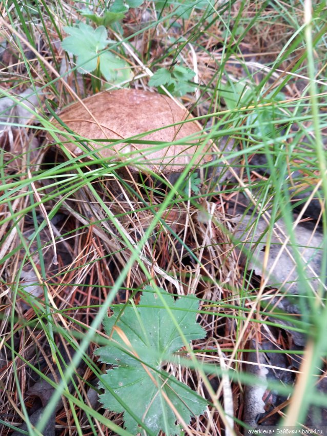 Просто субботний день — Интересные игрушки и фигурки (разное): редкие (фото 10)