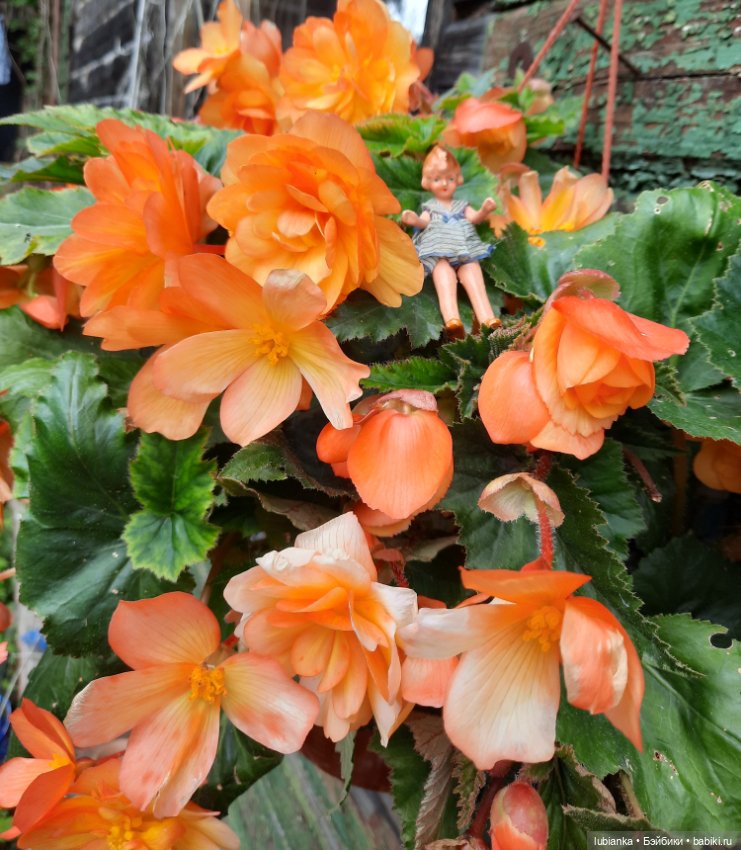 Почти дюймовочка💖🥰 — Винтажные куклы ГДР (Немки): Бигги