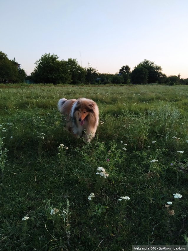 На закате и в сумерках...или помогите определиться с именем малой🐱