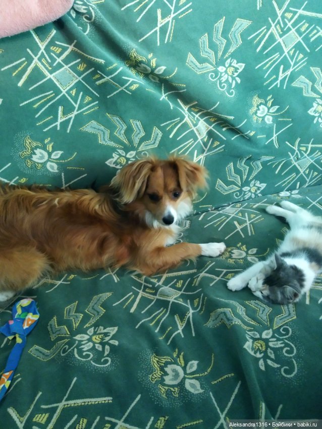 На закате и в сумерках...или помогите определиться с именем малой🐱