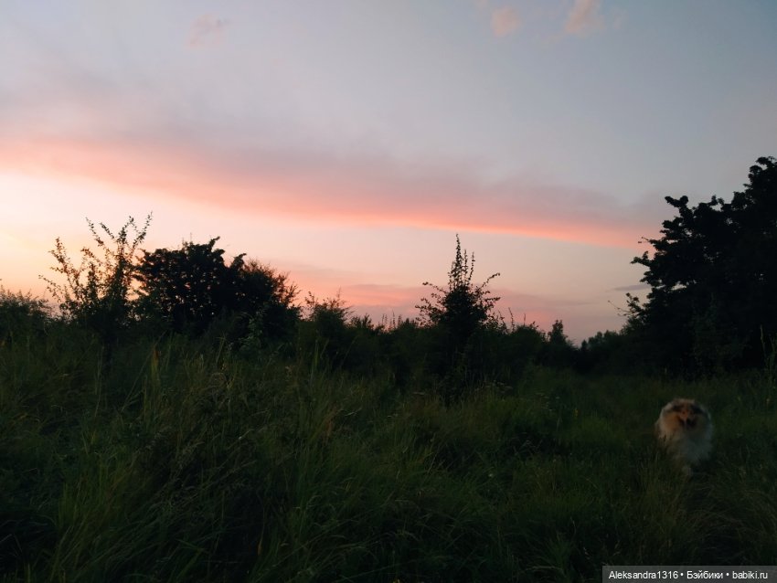 На закате и в сумерках...или помогите определиться с именем малой🐱