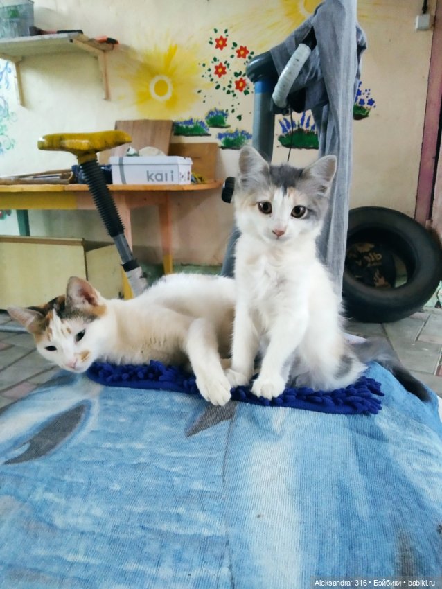 На закате и в сумерках...или помогите определиться с именем малой🐱