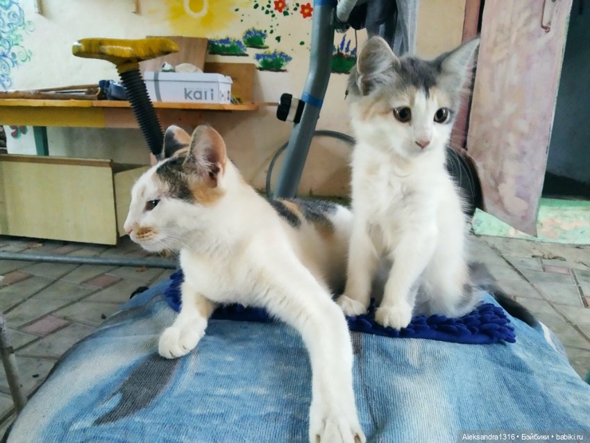 На закате и в сумерках...или помогите определиться с именем малой🐱