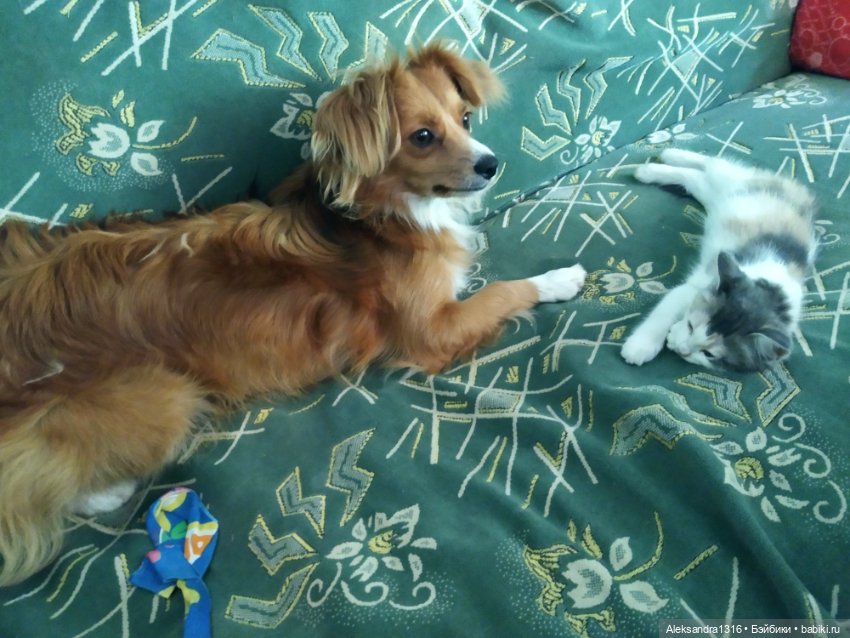 На закате и в сумерках...или помогите определиться с именем малой🐱