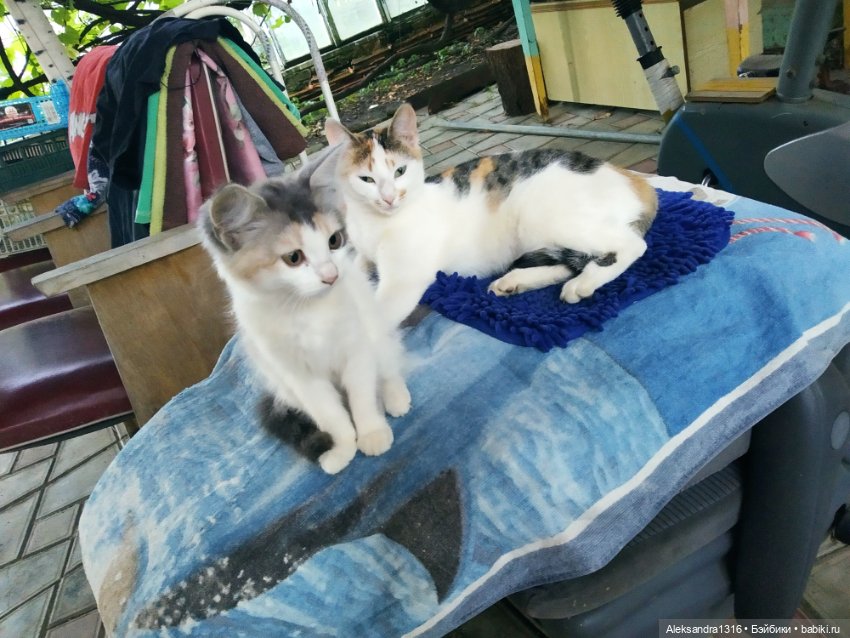 На закате и в сумерках...или помогите определиться с именем малой🐱