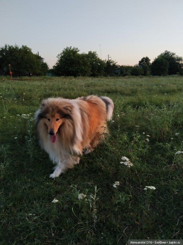 На закате и в сумерках...или помогите определиться с именем малой🐱