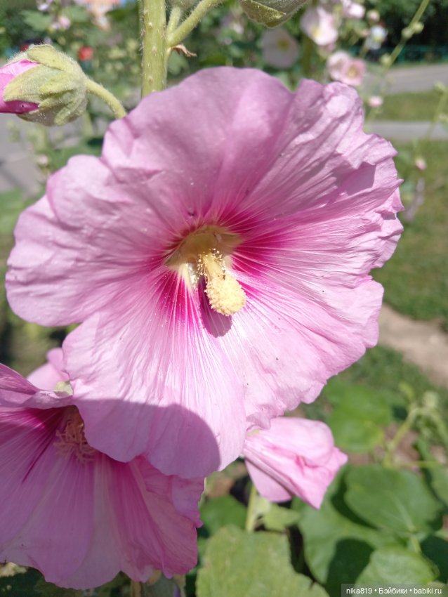 Средних лет Ягуся — Болталка и разговоры обо всем: жизнь