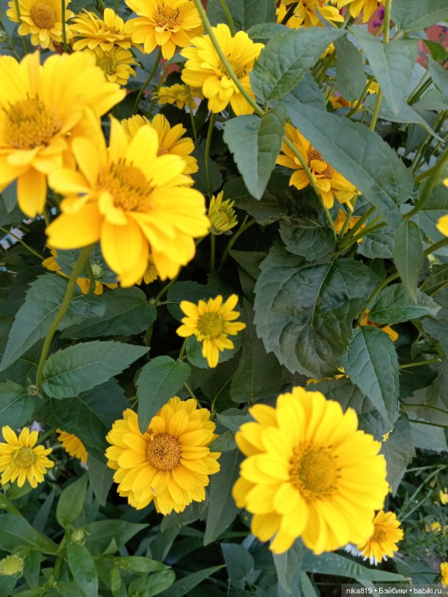 Средних лет Ягуся — Болталка и разговоры обо всем: жизнь