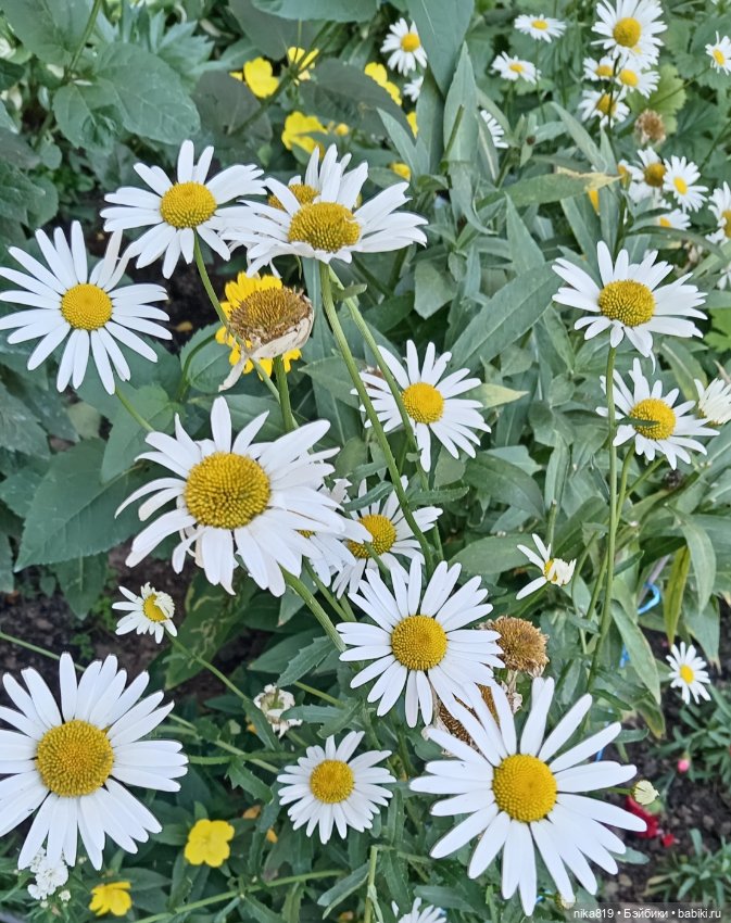 Средних лет Ягуся — Болталка и разговоры обо всем: жизнь