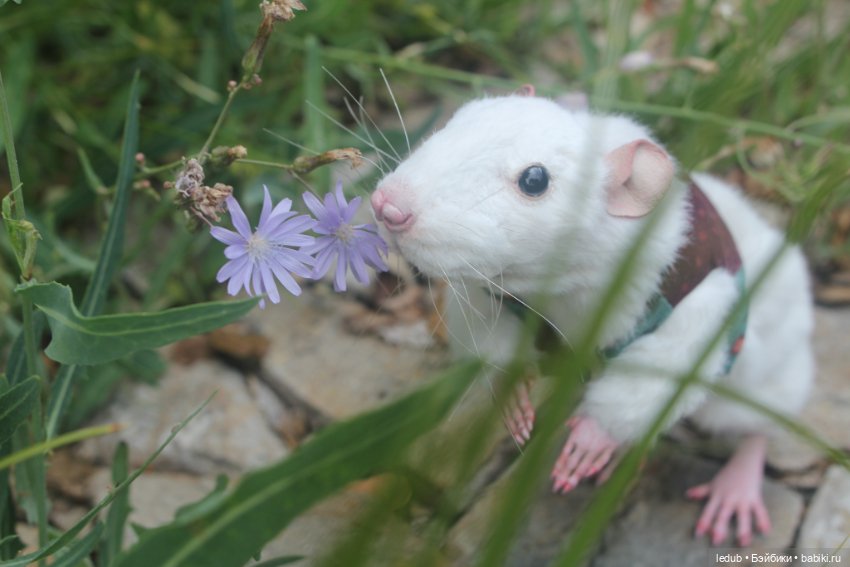 Его крысейшество — Игрушки в смешанной технике (мех и глина): Арт