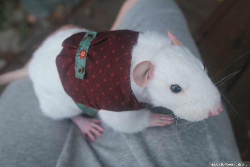 Его крысейшество — Игрушки в смешанной технике (мех и глина): Арт