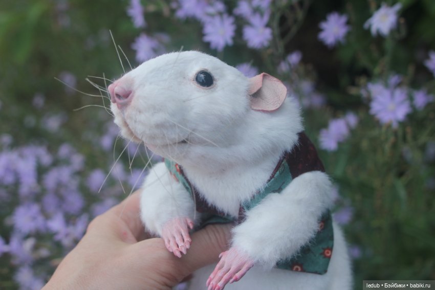 Его крысейшество — Игрушки в смешанной технике (мех и глина): Арт