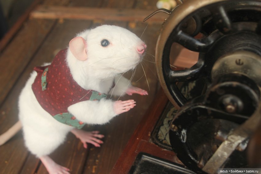 Его крысейшество — Игрушки в смешанной технике (мех и глина): Арт (фото 9)