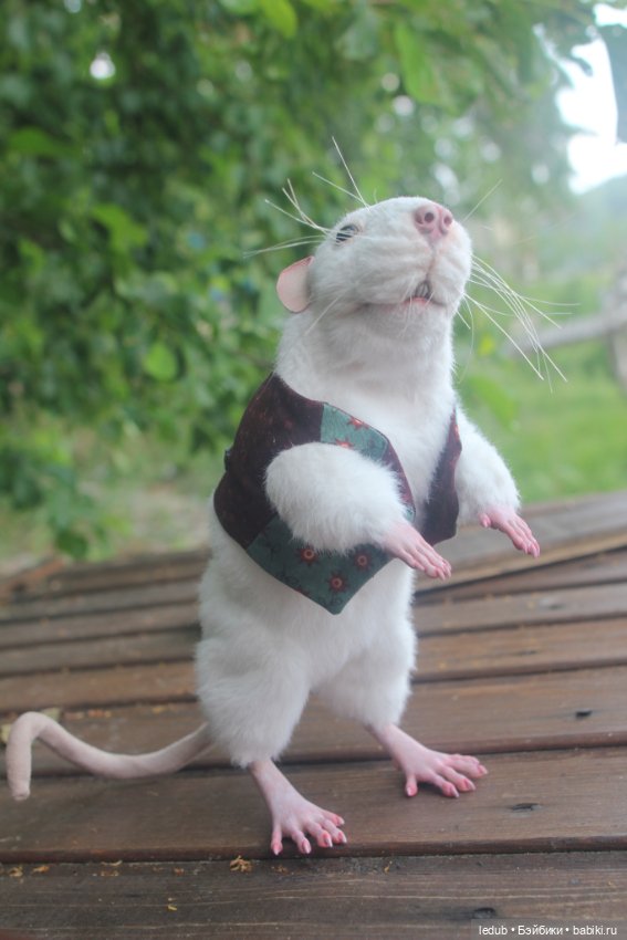 Его крысейшество — Игрушки в смешанной технике (мех и глина): Арт (фото 10)