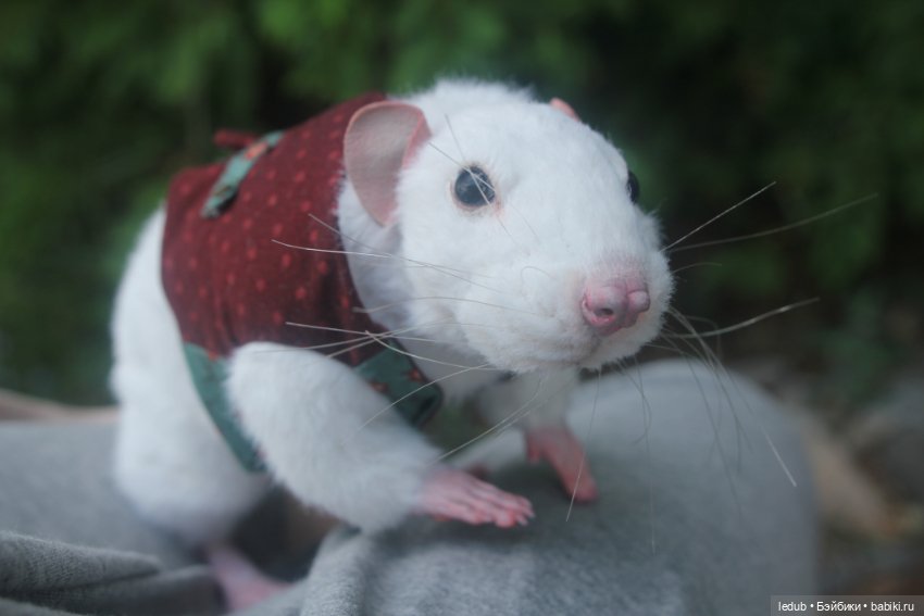 Его крысейшество — Игрушки в смешанной технике (мех и глина): Арт