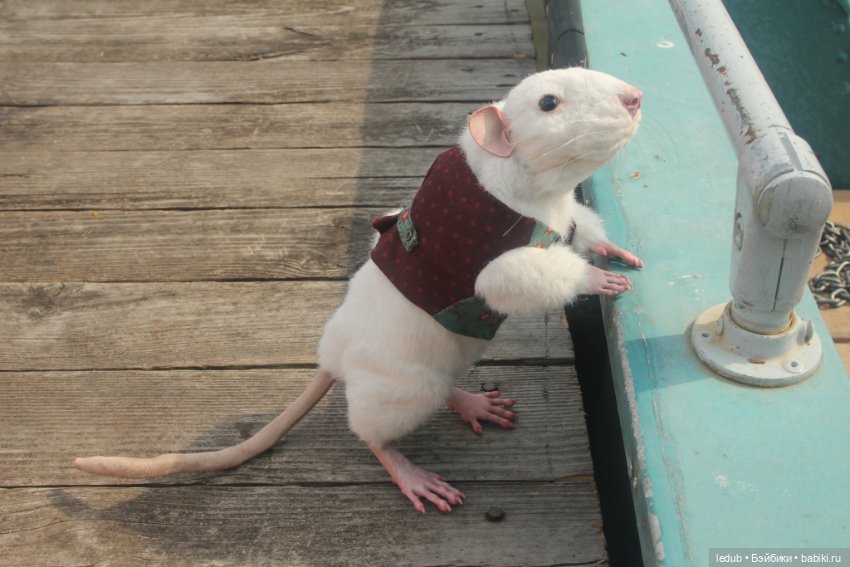 Его крысейшество — Игрушки в смешанной технике (мех и глина): Арт