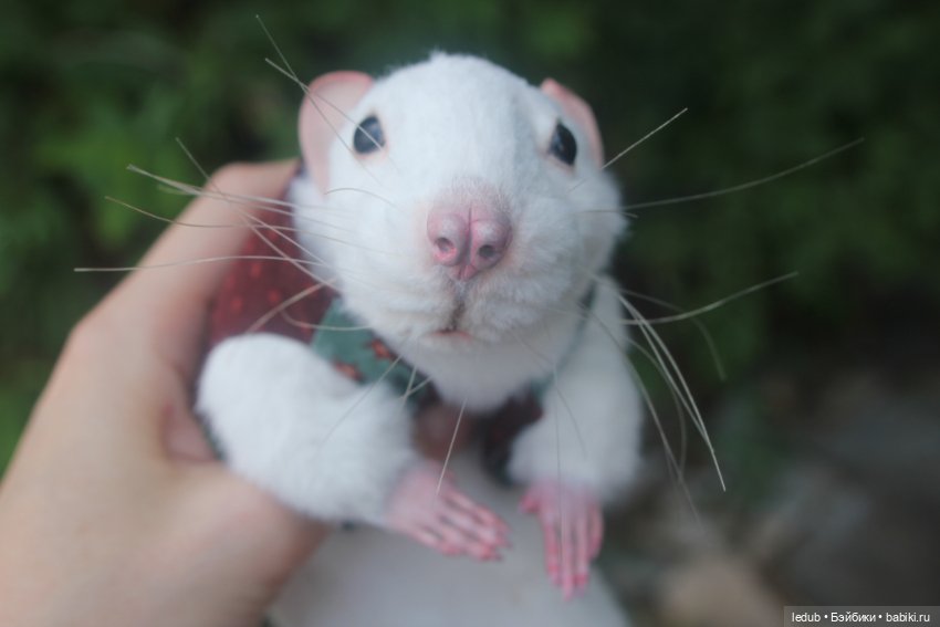 Его крысейшество — Игрушки в смешанной технике (мех и глина): Арт