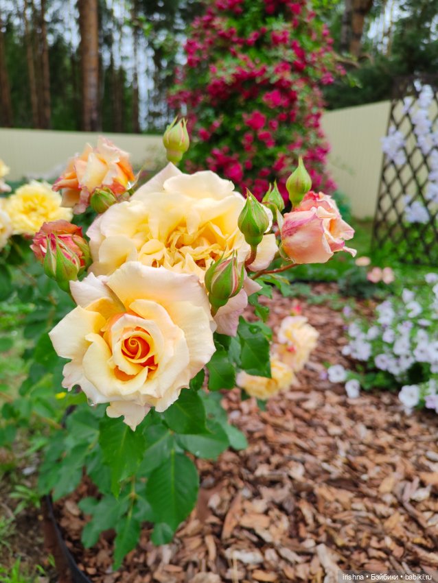 Поппи Паркер фотосессия среди роз (фото 6)