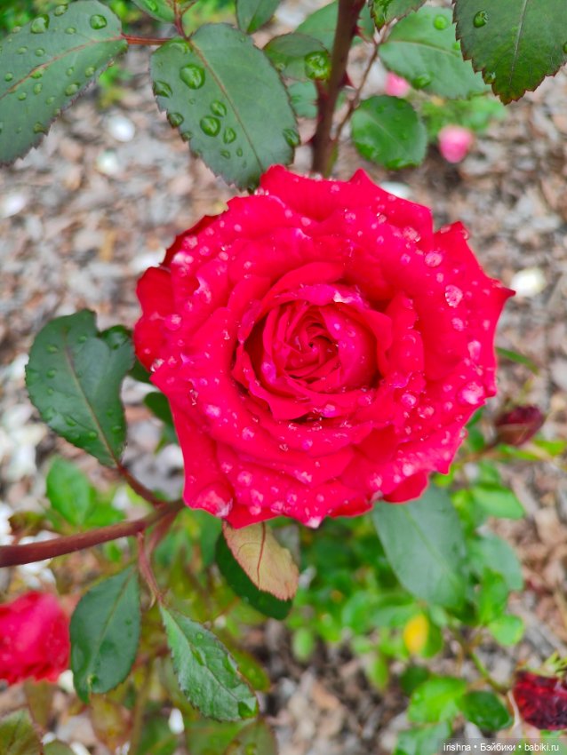 Поппи Паркер фотосессия среди роз (фото 5)