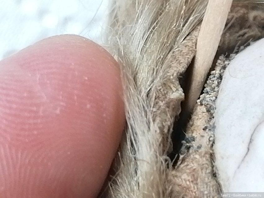 Вопрос по кукле Blampoix Senior, BS (фото 3)