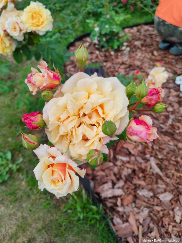 Красивые фото integrity toys (фото 2)