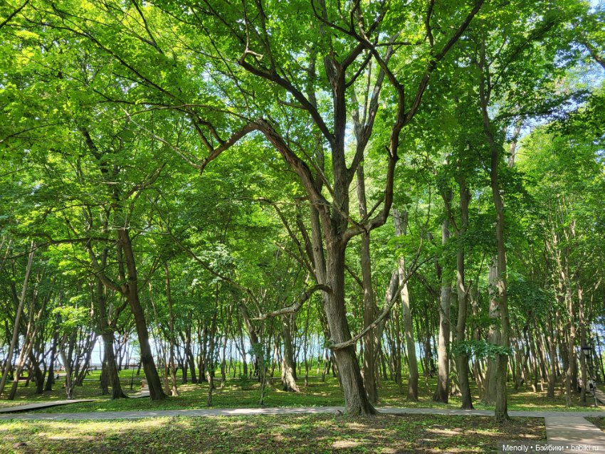 Полёт альбатроса, в смысле, чайки (фото 6)