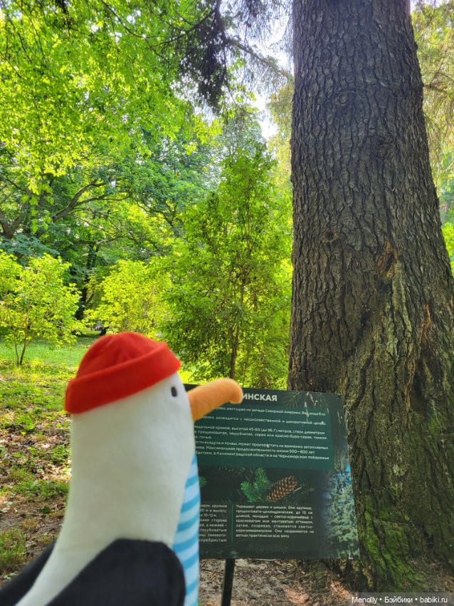 Полёт альбатроса, в смысле, чайки (фото 7)