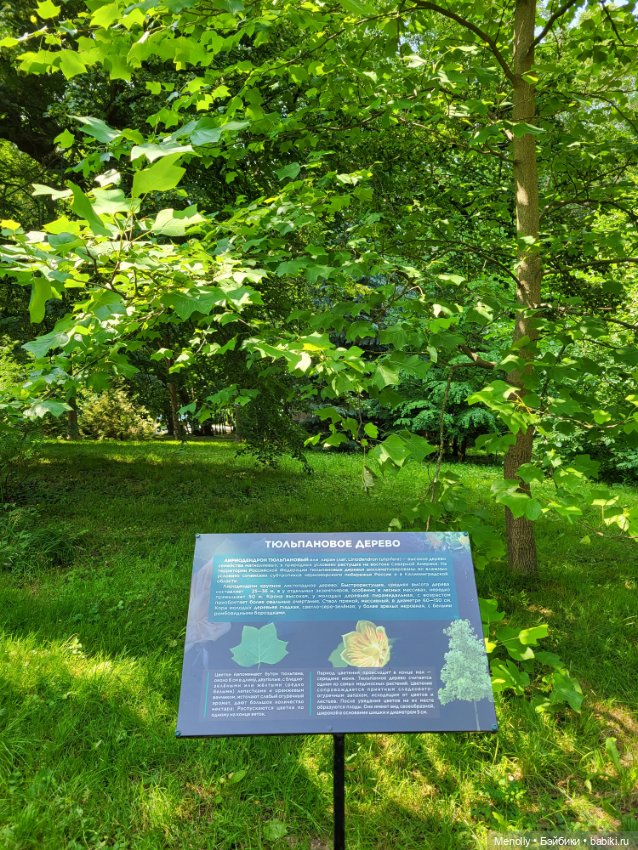 Полёт альбатроса, в смысле, чайки