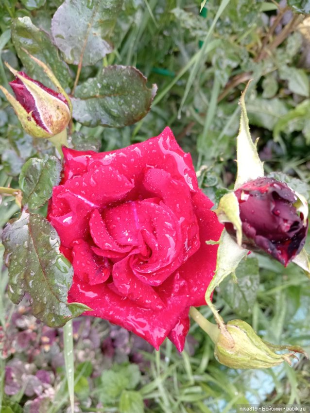 Ягусино свидание — Болталка и разговоры обо всем: жизнь