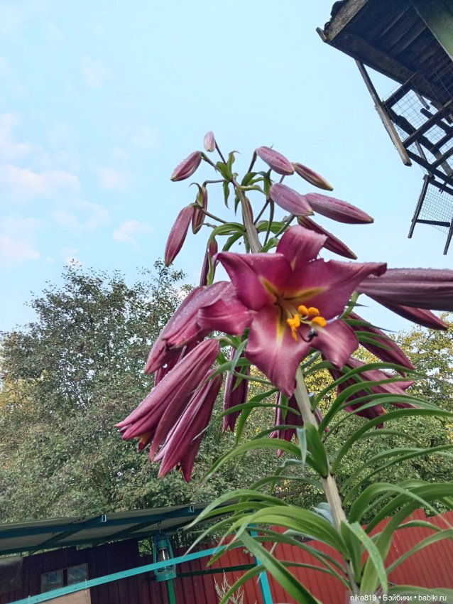 Ягусино свидание — Болталка и разговоры обо всем: жизнь