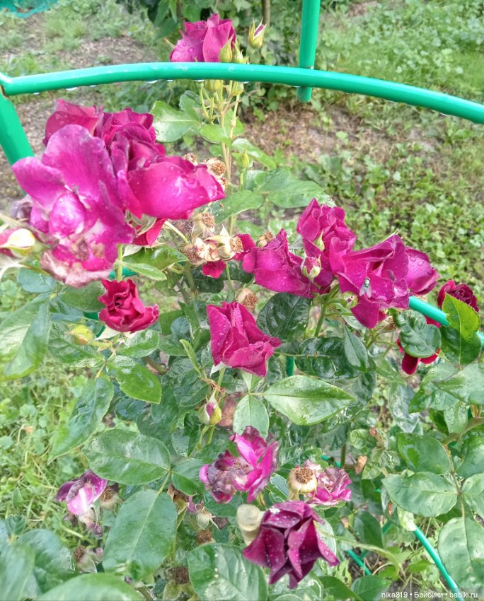 Ягусино свидание — Болталка и разговоры обо всем: жизнь (фото 10)