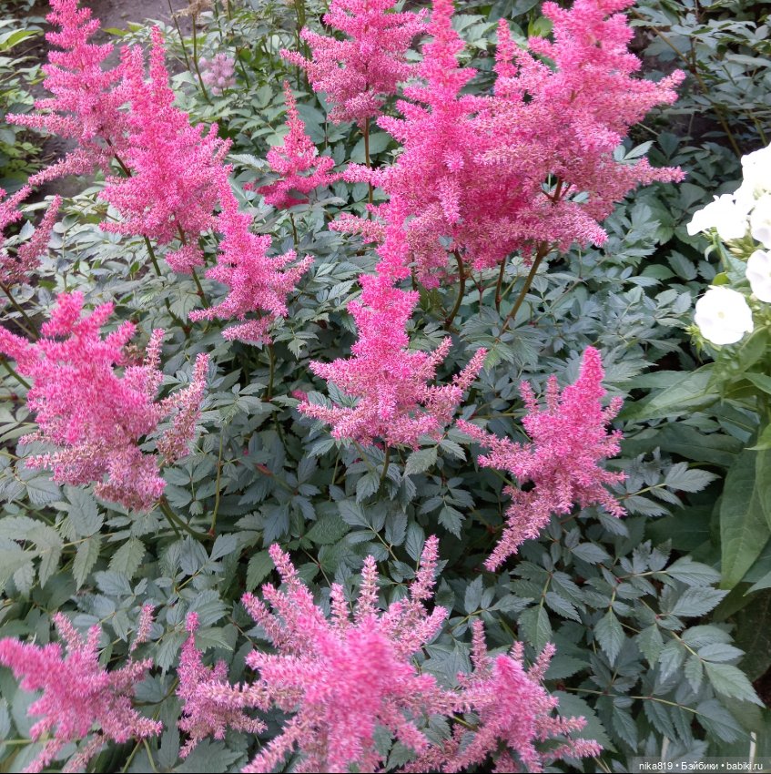 Ягусино свидание — Болталка и разговоры обо всем: жизнь