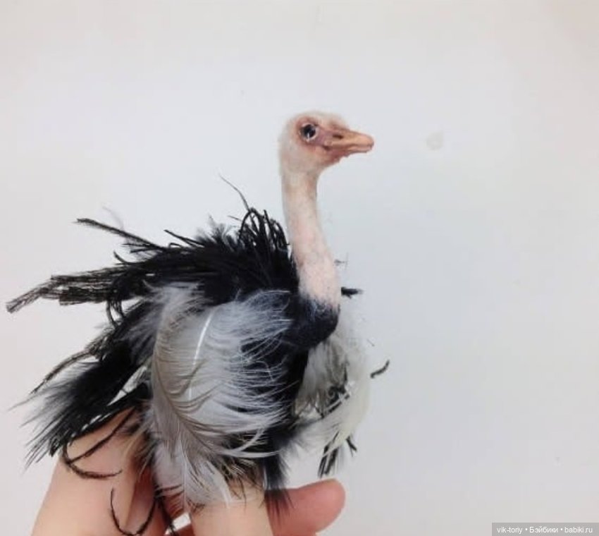 Для румбокса охотника Впечатлительным не смотреть (фото 5)