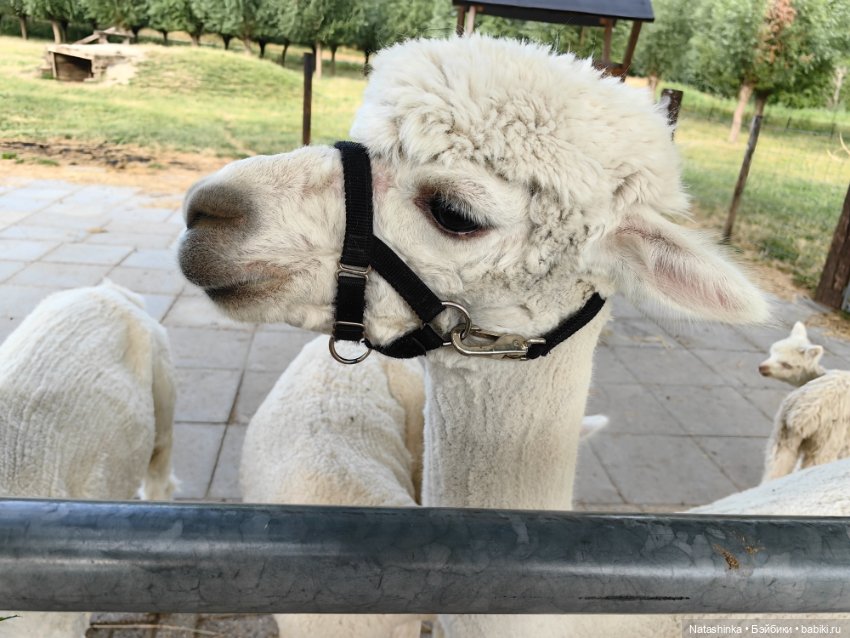 Музыкальная история 17 — Туризм и путешествия: фотоотчеты из поездок (фото 8)