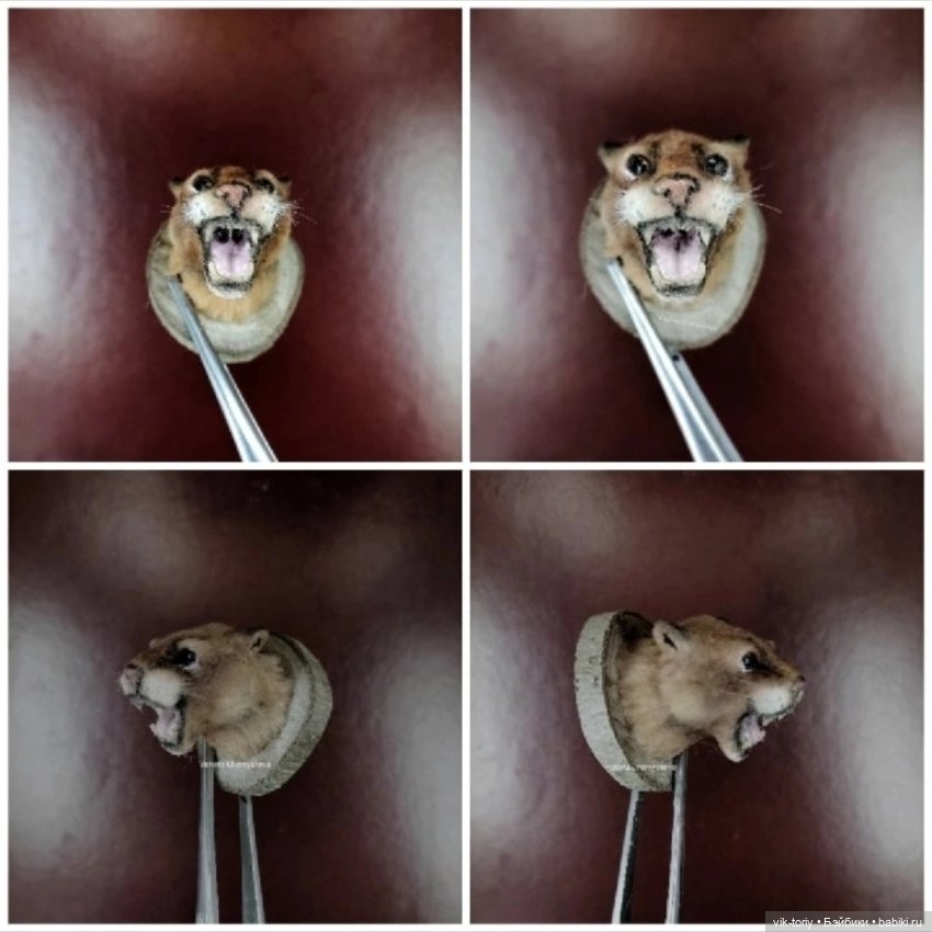 Для румбокса охотника Впечатлительным не смотреть