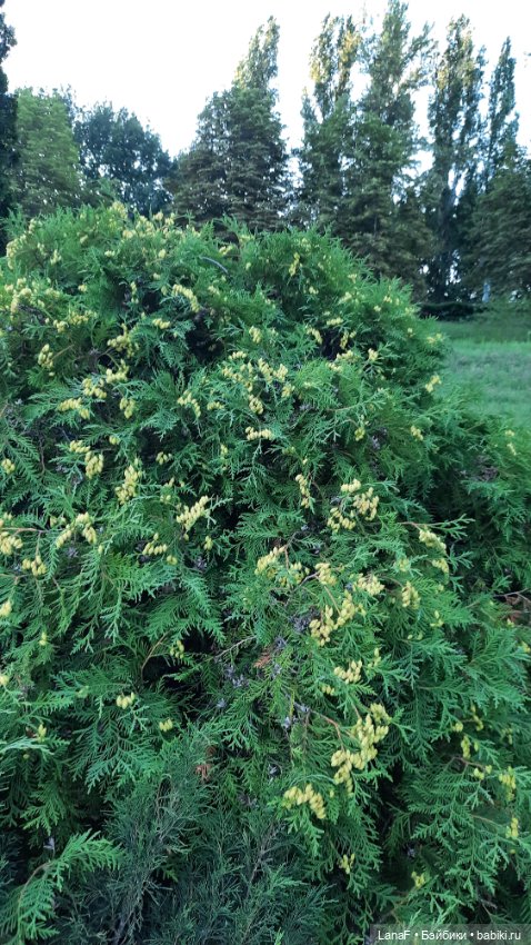 Волжские просторы. (Гид Эля, пепита от Antonio Huan)