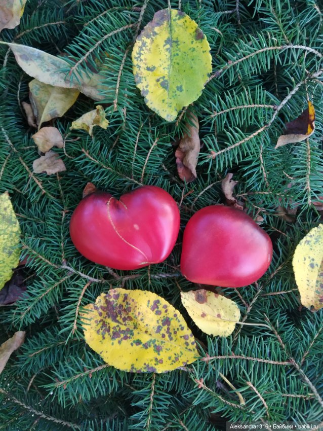 Дарю вам свое Сердце❤️ — Гибриды шарнирных кукол (не БЖД): подбор тела