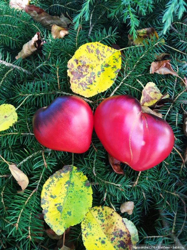 Дарю вам свое Сердце❤️ — Гибриды шарнирных кукол (не БЖД): подбор тела (фото 6)