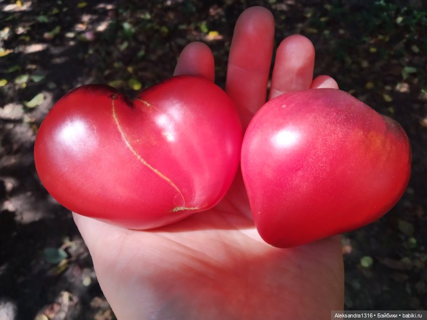 Дарю вам свое Сердце❤️ — Гибриды шарнирных кукол (не БЖД): подбор тела (фото 10)