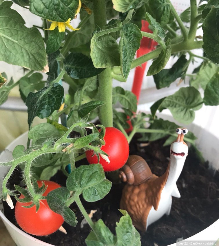 🐌 Gary, Mub and Grub — Коллекционные фигурки (разное): животные (фото 3)