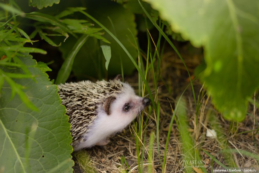 Ёжики — Валяные игрушки из шерсти: сухое валяние