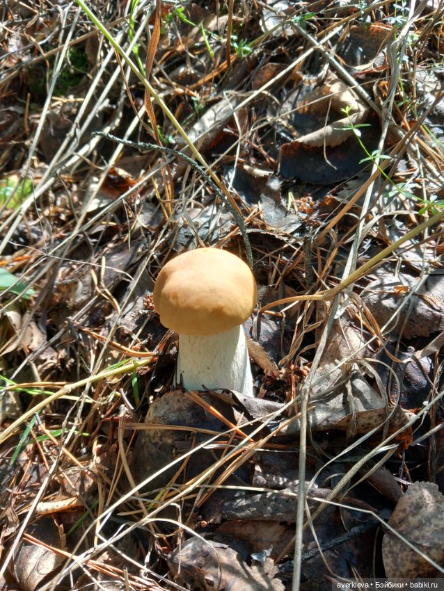 Грибное. Лесное — Интересные игрушки и фигурки (разное): редкие (фото 6)