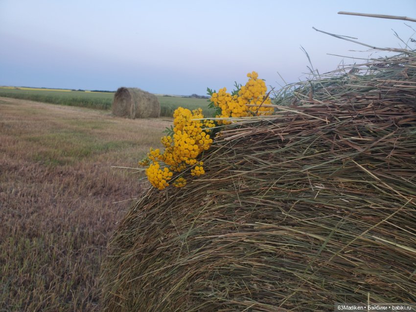 Приятные хлопоты — Плюшевые мишки и игрушки (Teddy Bear): винтаж (фото 2)