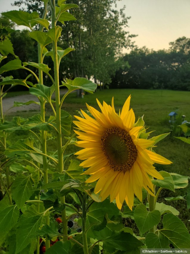 Приятные хлопоты — Плюшевые мишки и игрушки (Teddy Bear): винтаж (фото 3)