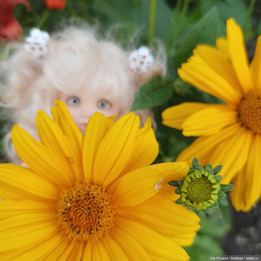 Летний сад, цветы и Джесси (фото 5)