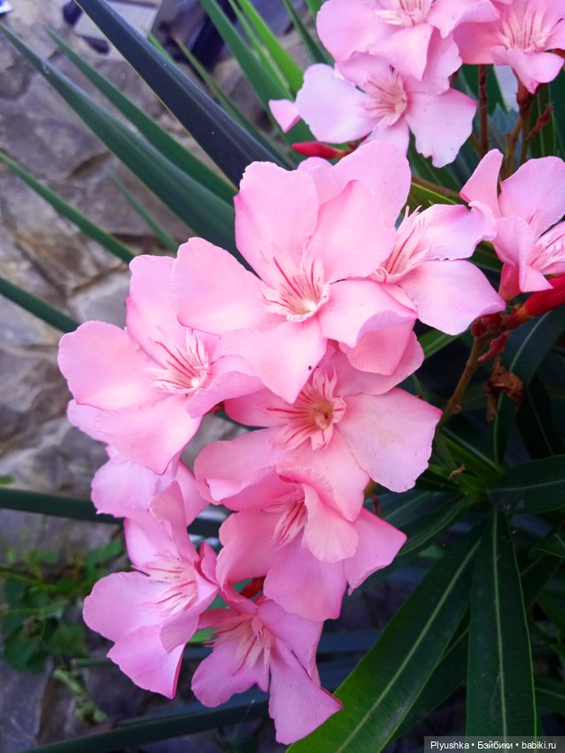 Новенькие. Отдых. Море — Разные шарнирные куклы (не БЖД): редкие (фото 2)