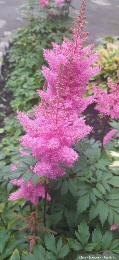 Гуляем с Коралин — Фигурки NECA (Нека): Коралина (фото 2)