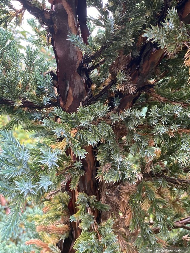 Сад после дождя и Веточка